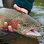 UITNODIGING FOREL- EN STEURVISSEN, LUTTELGEEST, ZAT 14 SEPTEMBER